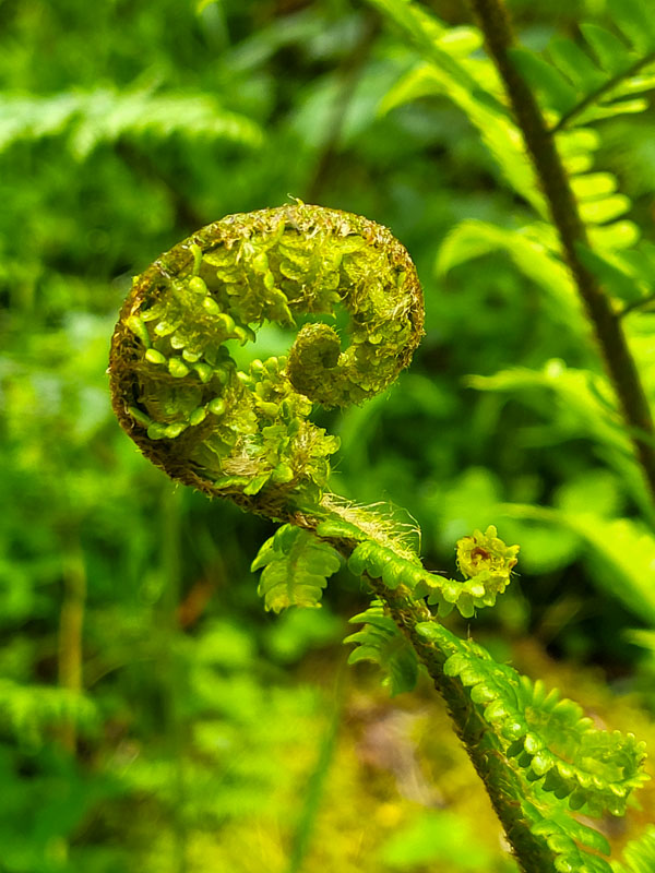 flora & fauna in Silz, Tirol